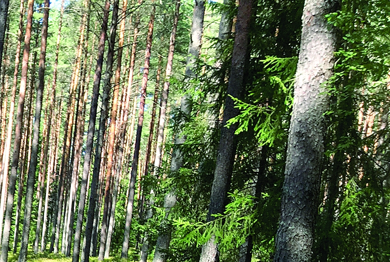 Pārdotajā Jaungulbenes silā koku ciršana pagaidām nenotiek