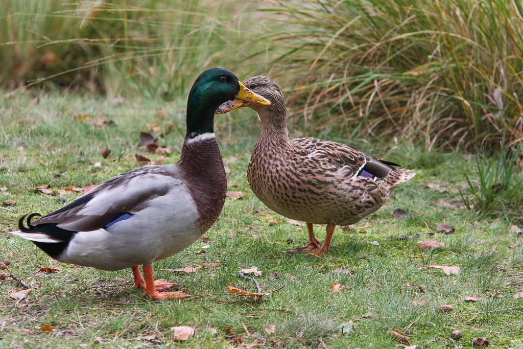 Sestdien Latvijā sāksies ūdensputnu medību sezona