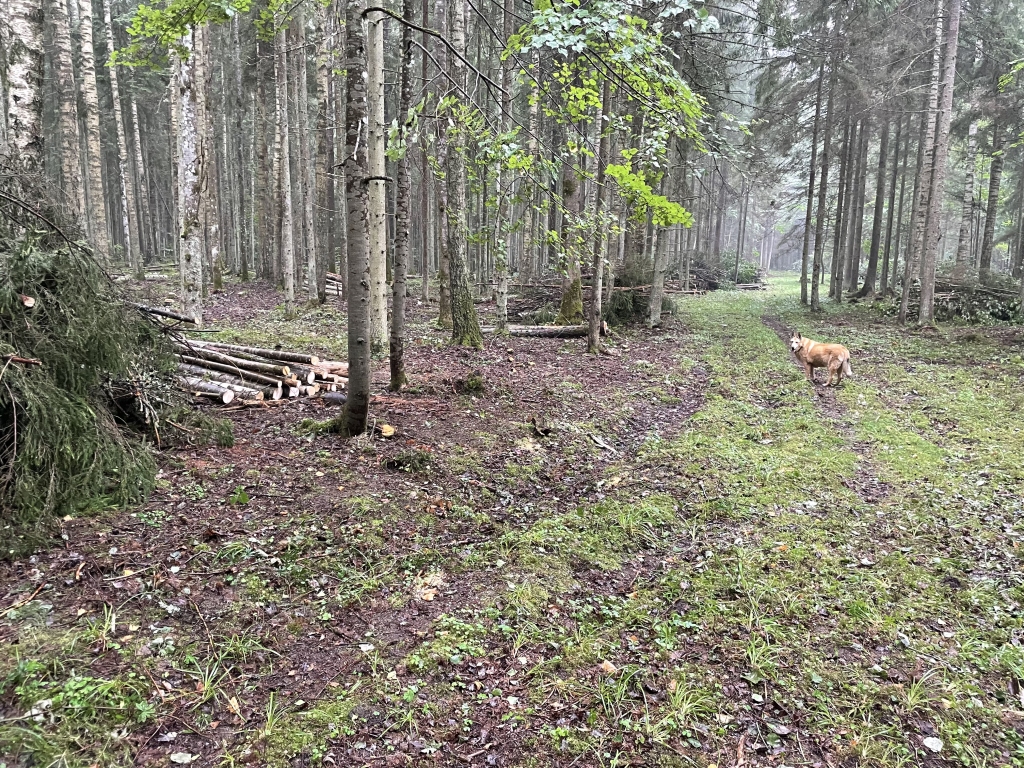 Gulbenes novada pašvaldība paraksta līgumu par dabas takas atjaunošanu Emzes parkā