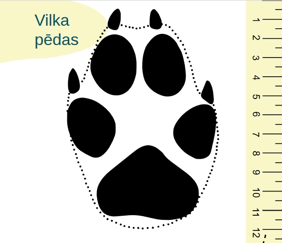 Aicina ziņot par vilku uzbrukumiem mājlopiem