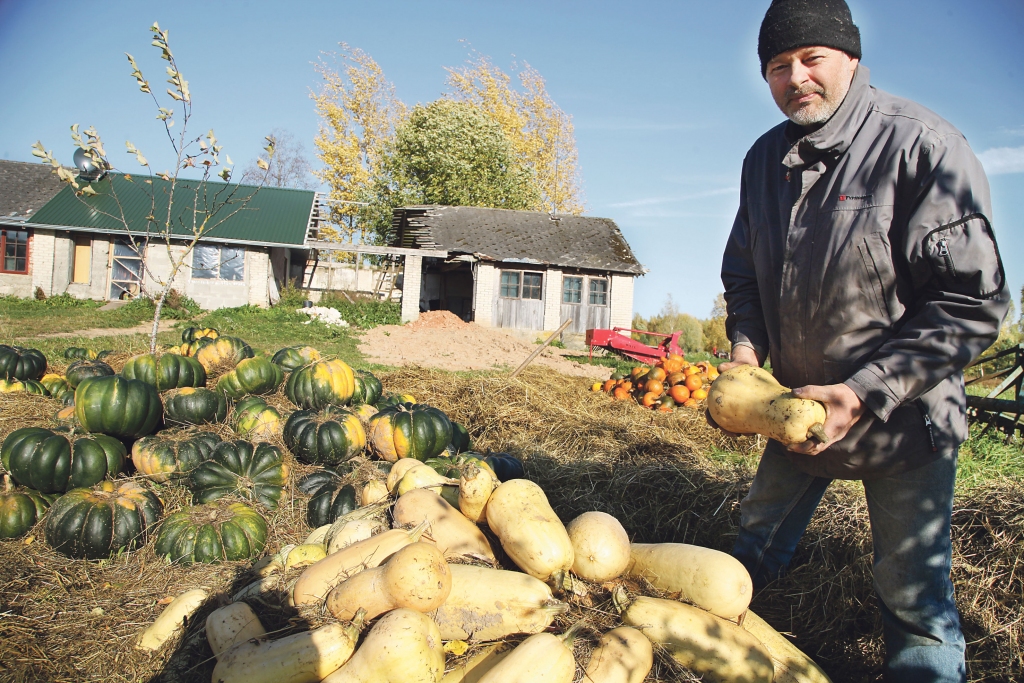 “Upesbirzuļos” katru gadu audzē ķirbjus